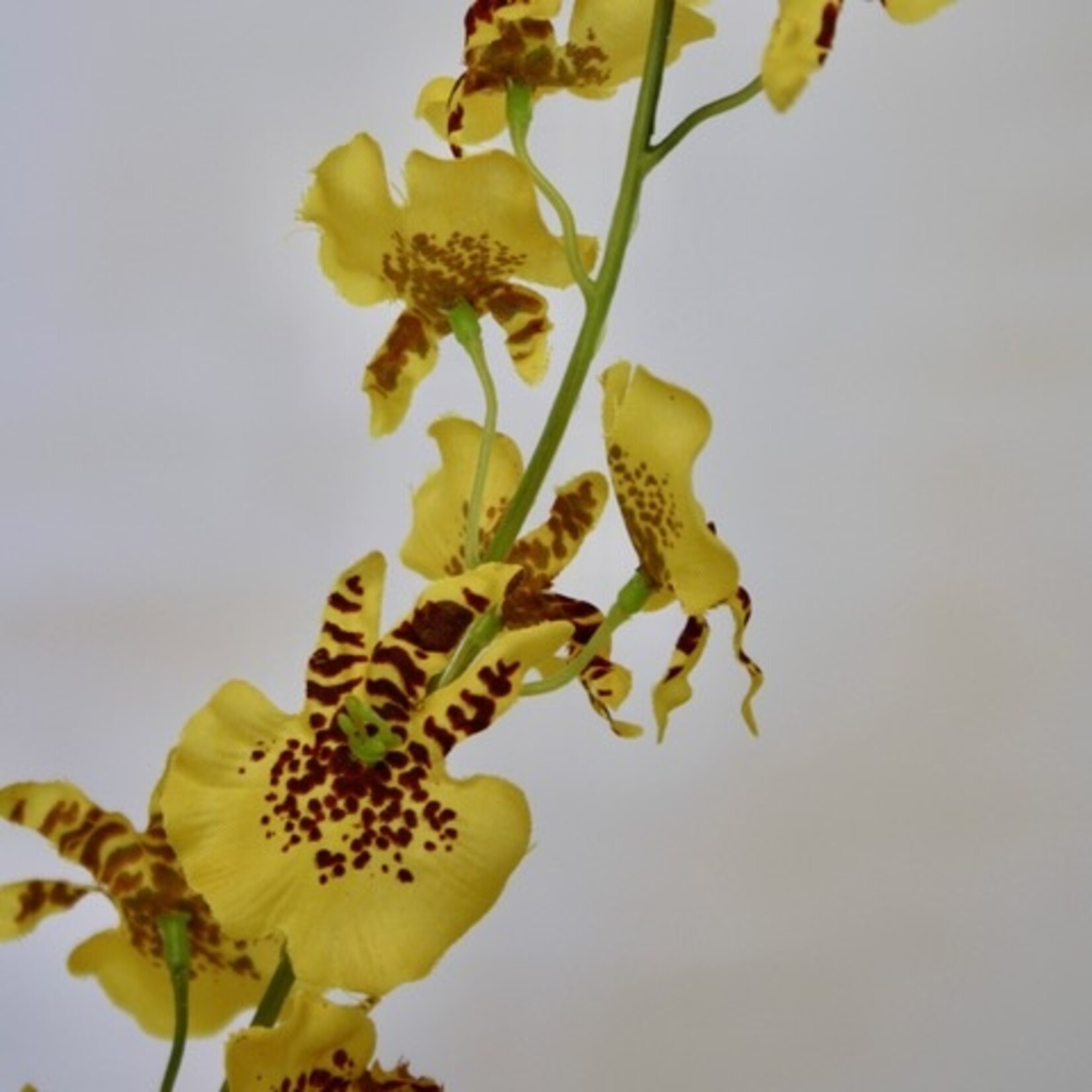 TIJGER ORCHIDEE | GEEL | 87 CM