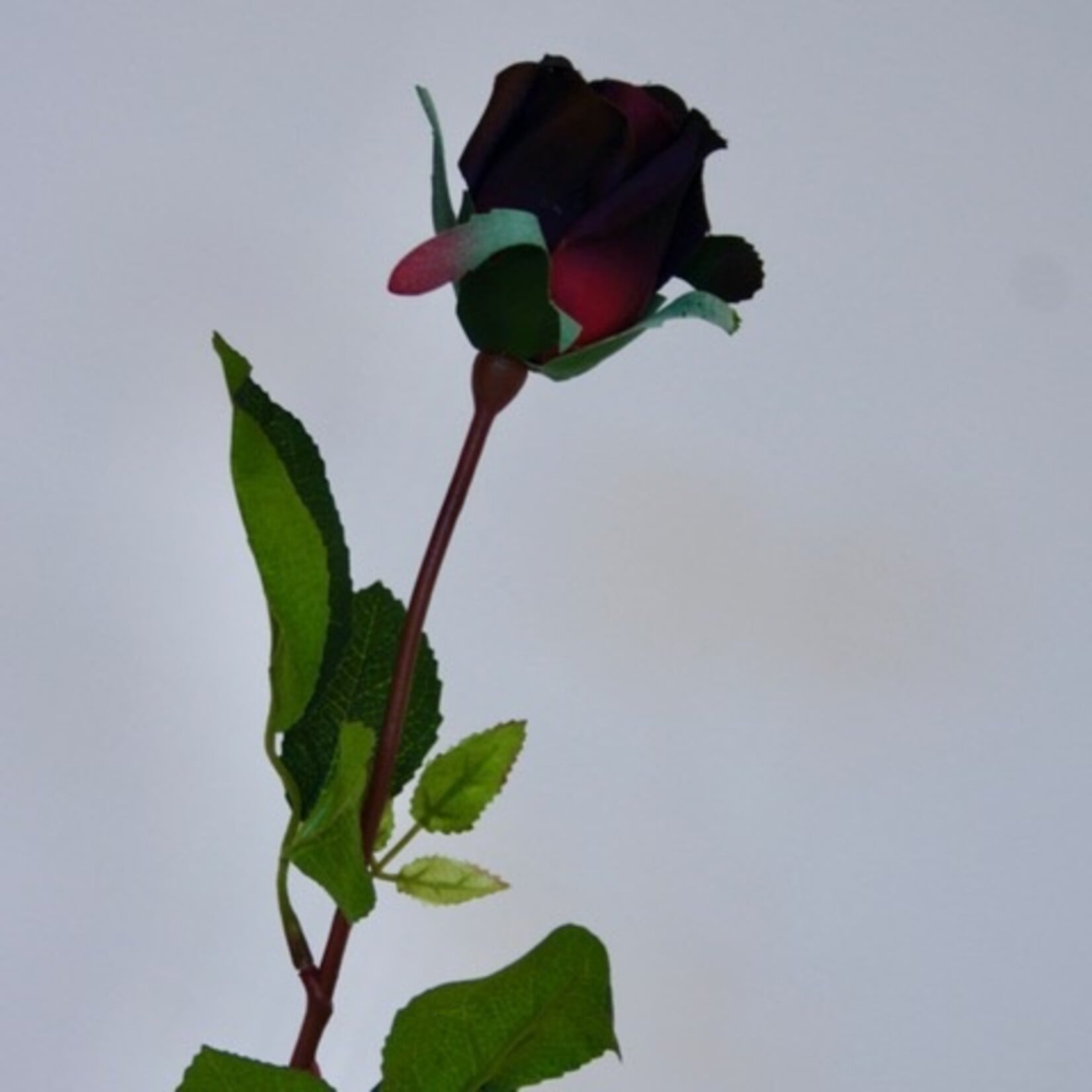 ROSE ICE | BURGUNDY | 70 CM