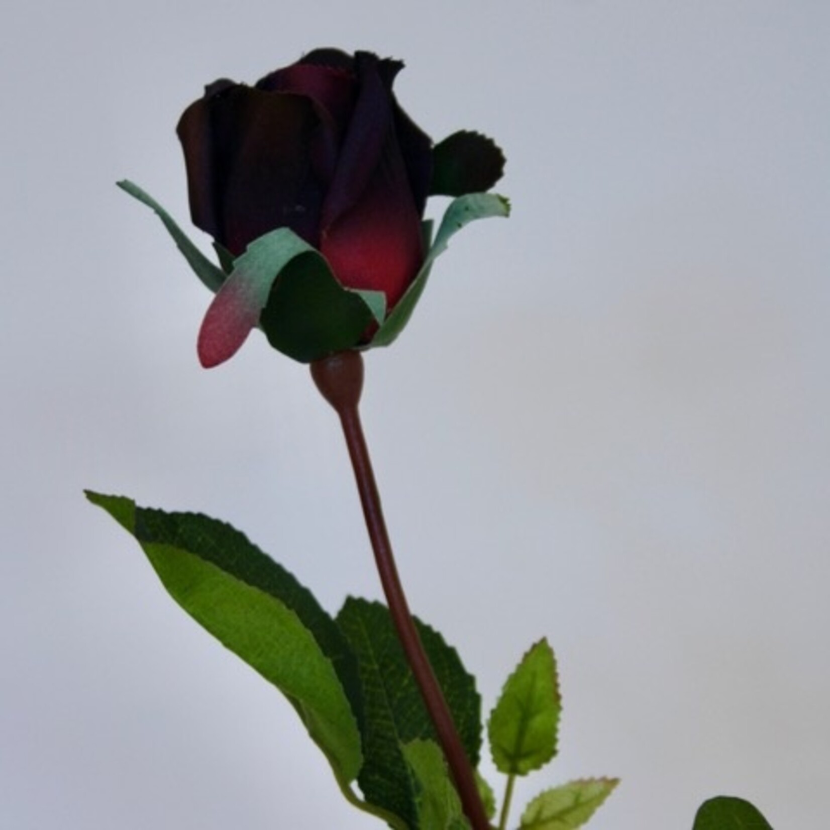 ROOS ICE | BORDEAUX | 70 CM