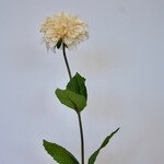 DAHLIA  | CREAM |  67 CM