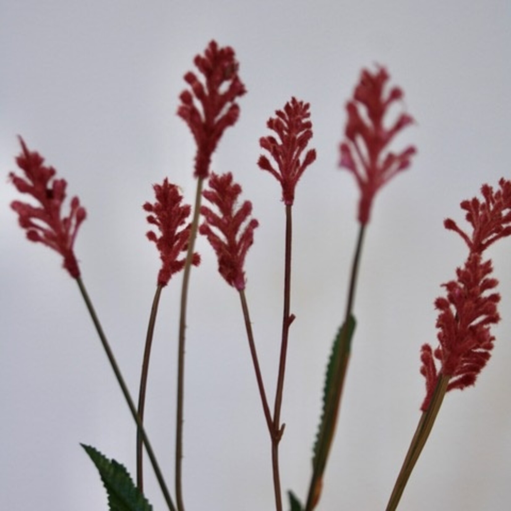 SPIREA | PINK | 66 CM