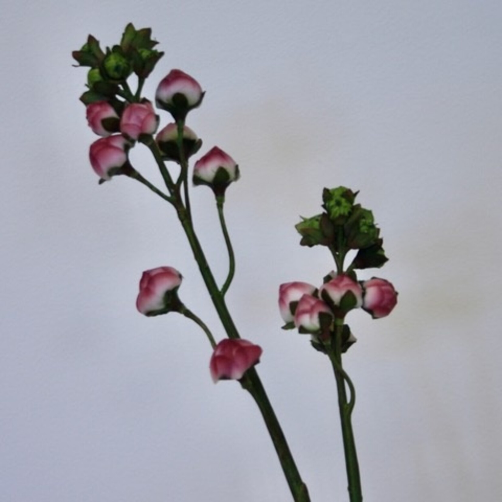 FLOWER IN BUD | PINK | 55 CM