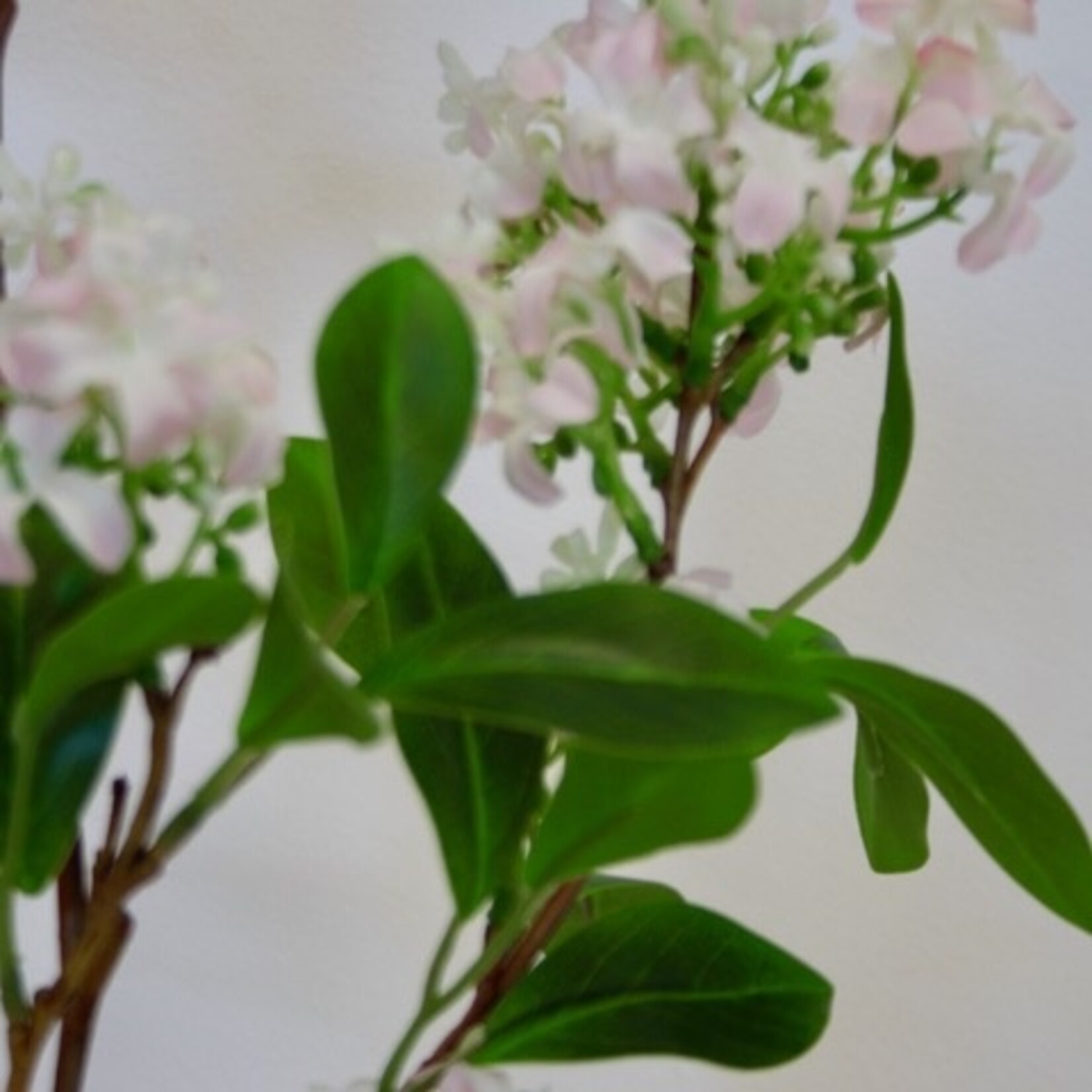 SERING TAK SUPERBA| LICHT ROZE | 76 CM