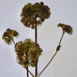 ENGELWORTEL | BRUIN | 75 CM