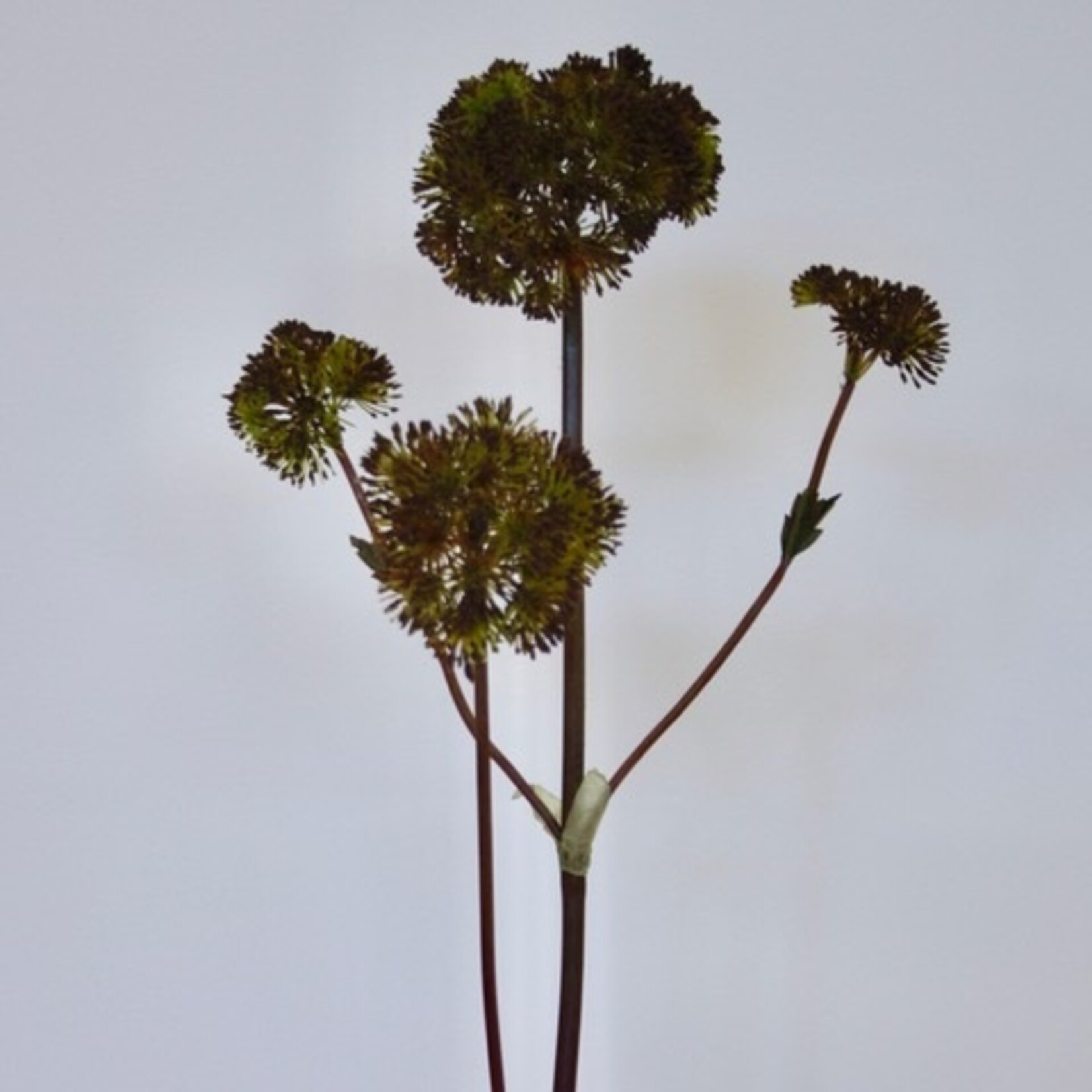 ANGELICA | BROWN | 75 CM