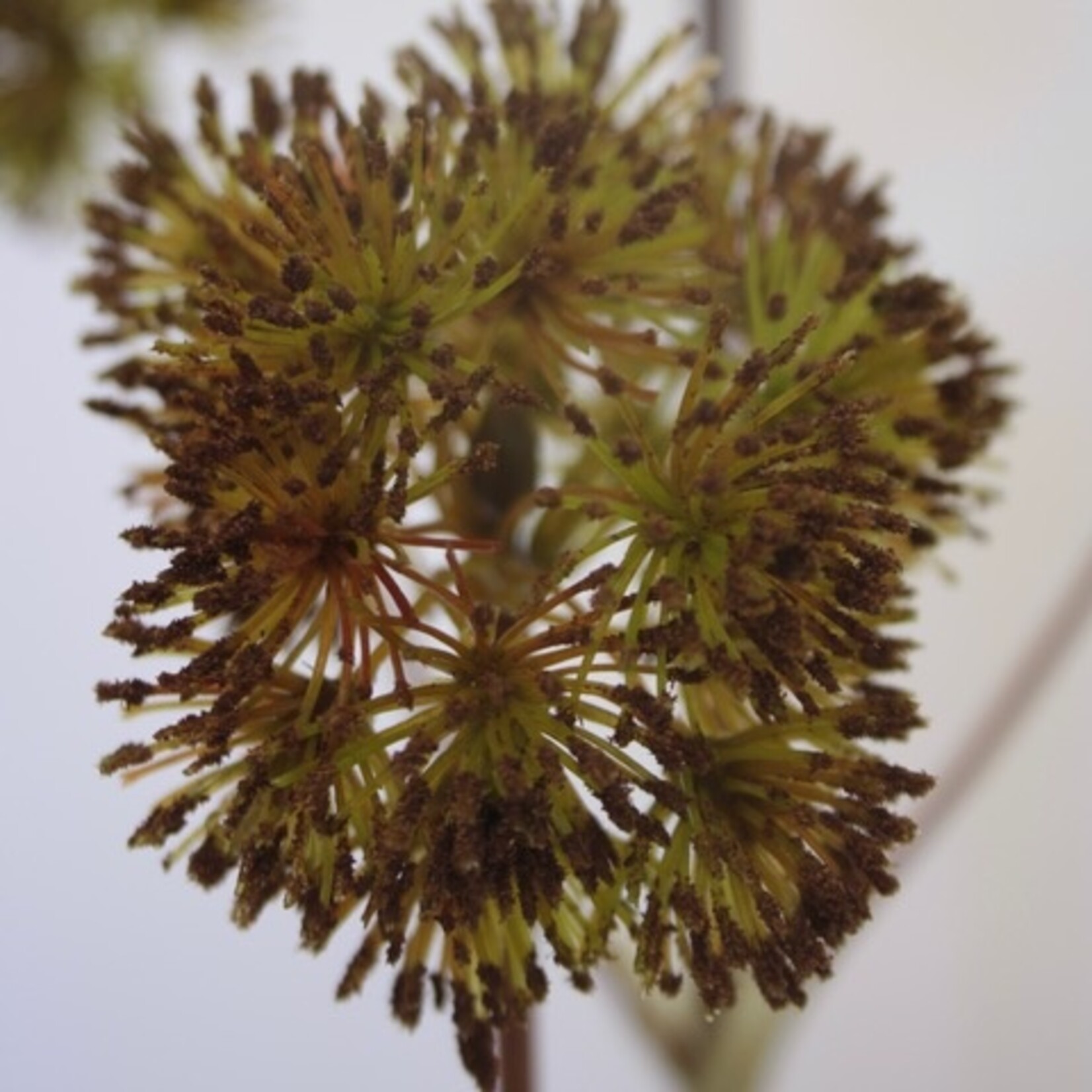 ENGELWORTEL | BRUIN | 75 CM