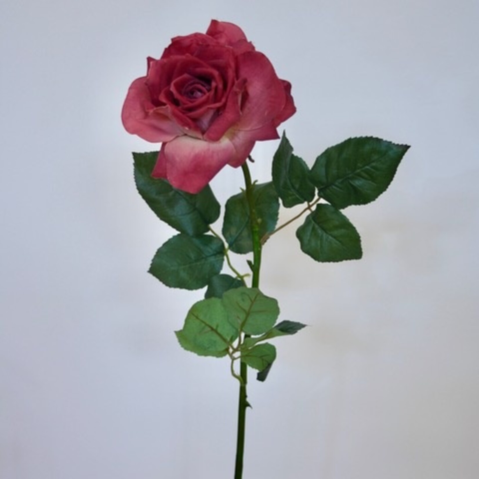 ROOS  PAROLE | ROZE | 83 CM