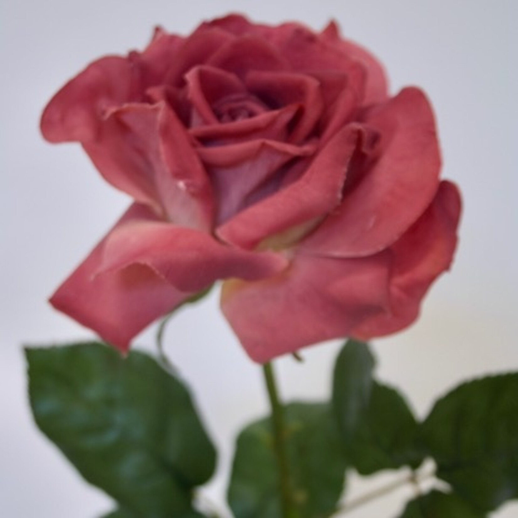 ROSE PAROLE | BURGUNDY | 83 CM