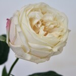 ROOS | CREME | 60 CM
