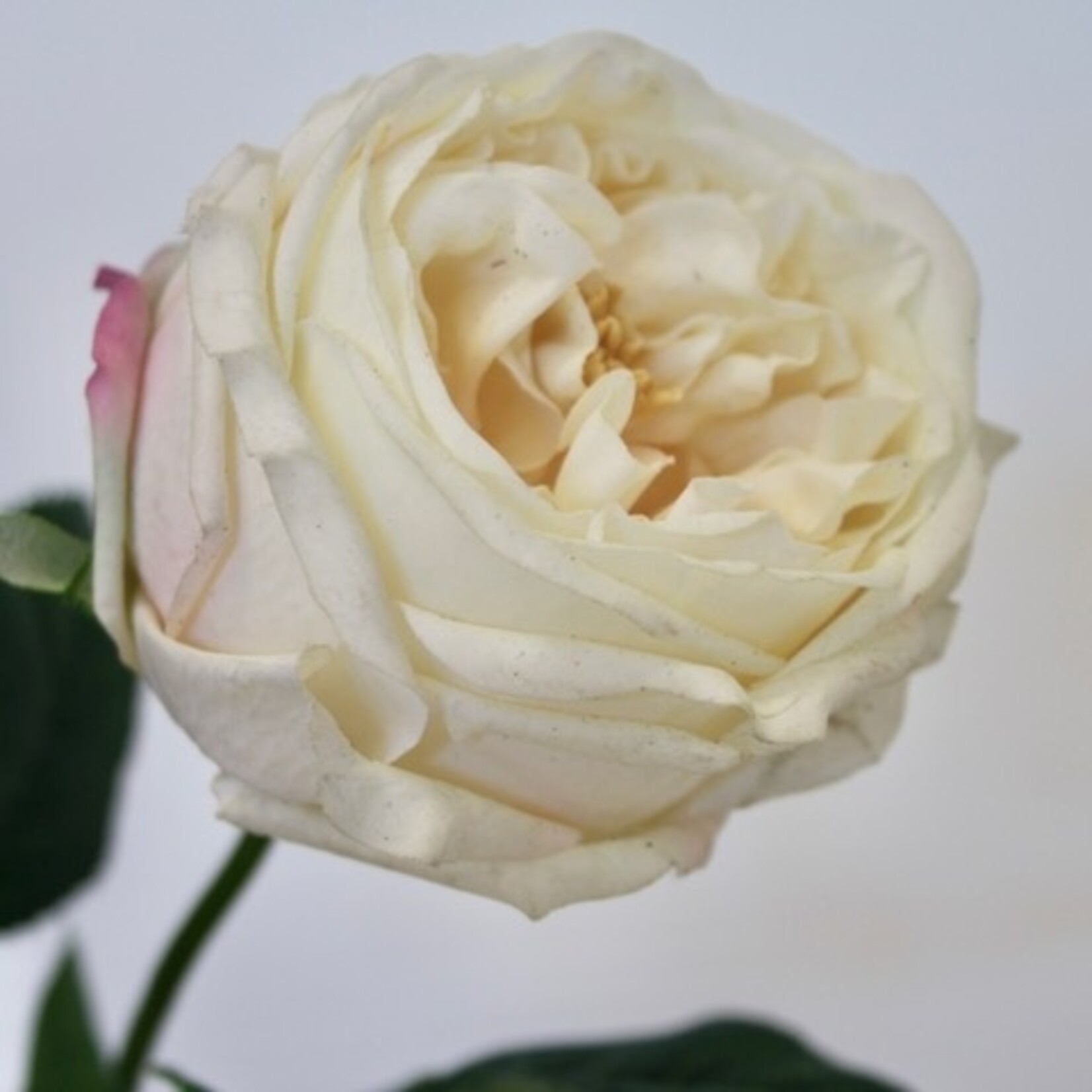 ROOS CREME DE LA CREME | CREME | 60 CM | JIM JON