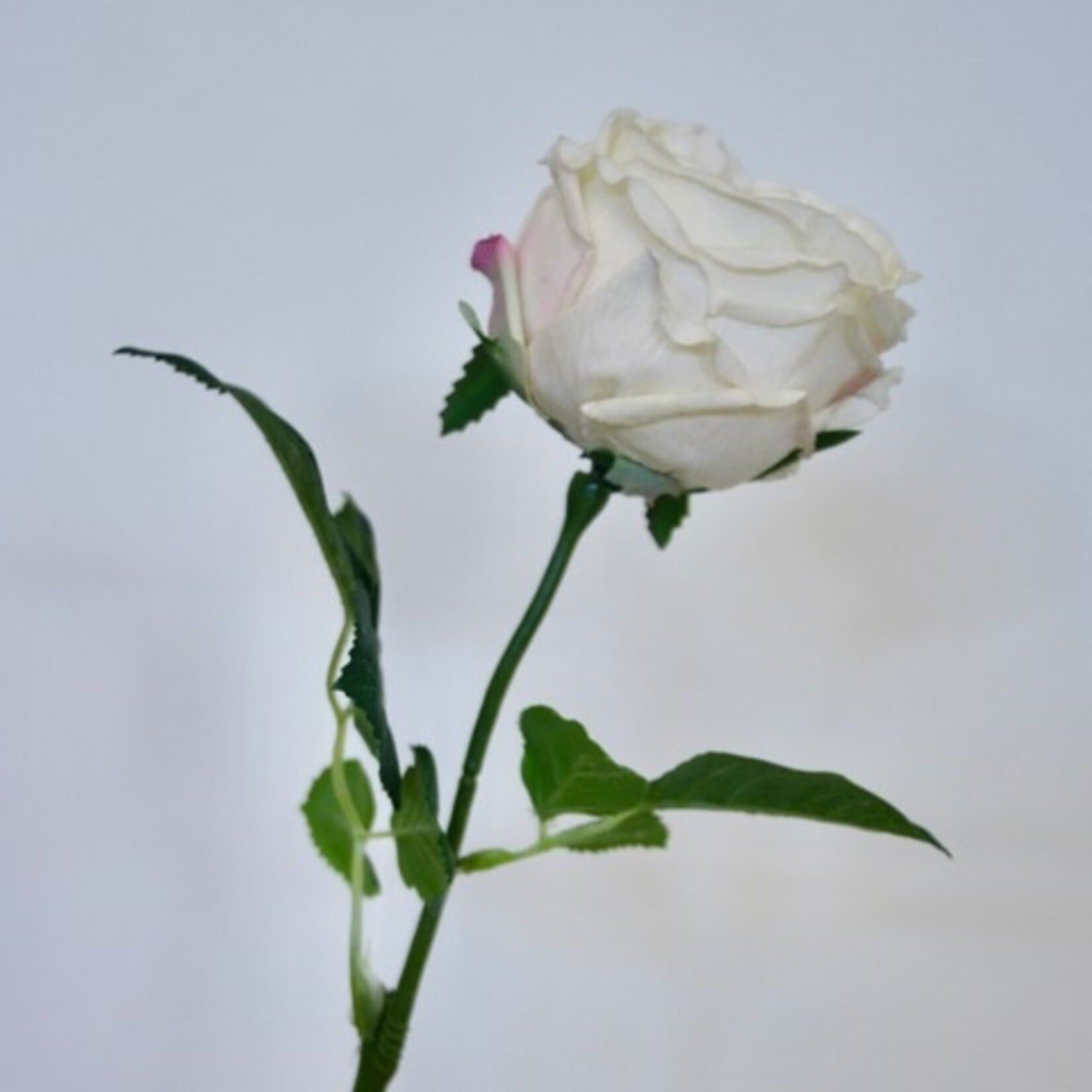 ROOS CREME DE LA CREME | CREME | 60 CM | JIM JON