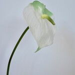 ANTHURIUM  | WIT  | 70 CM