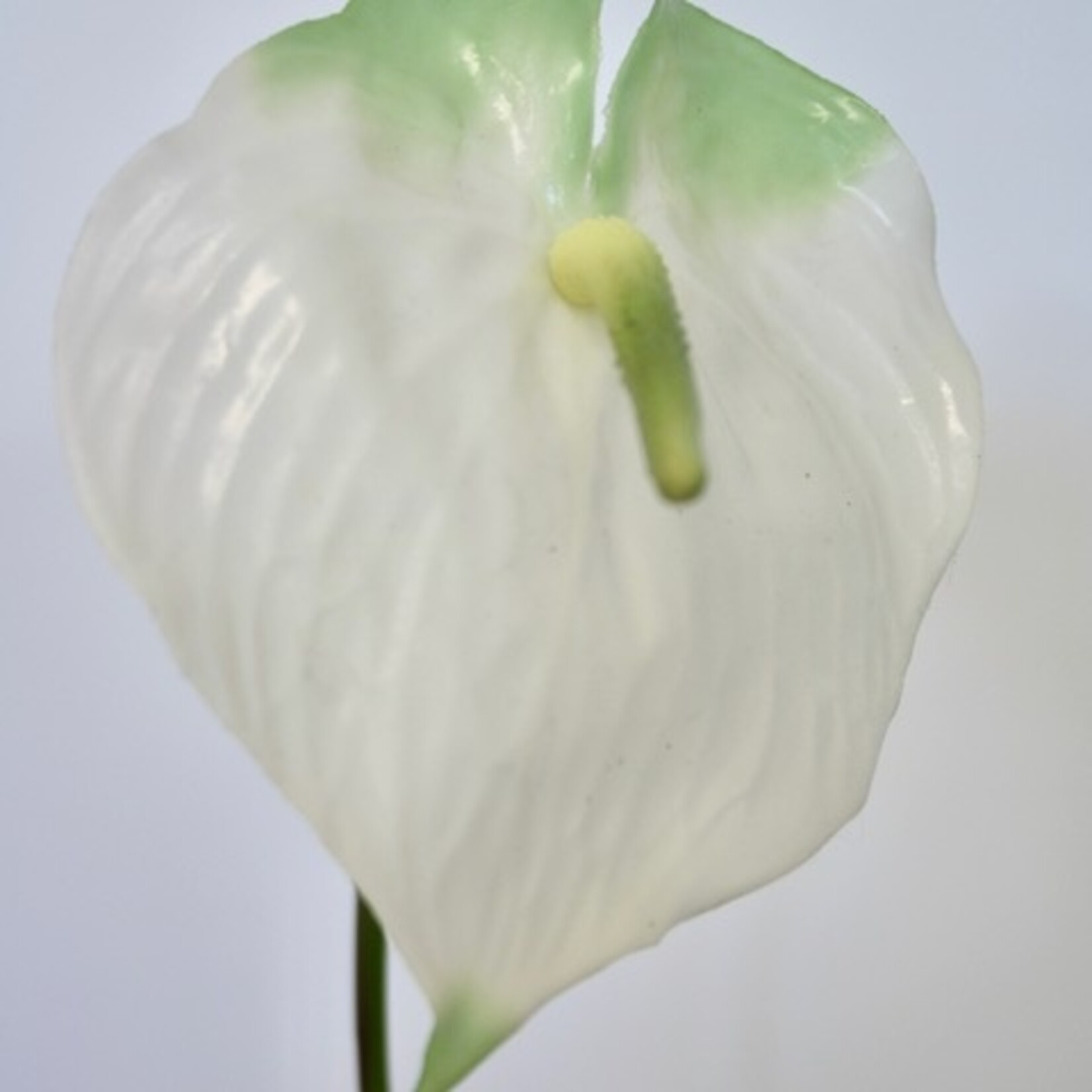 ANTHURIUM WHITE CHAMPION  | WIT | 70 CM
