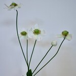 ANEMOON | WIT | 73 CM