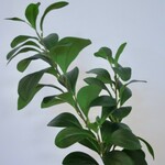 KROKODILLENTRANEN | GROEN | 65 CM