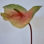 ANTHURIUM | PEACH | 80 CM