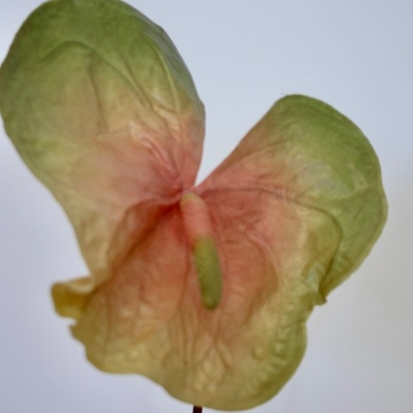 ANTHURIUM | PERZIK|  80 CM