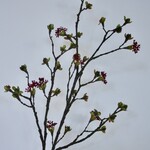 BLOSSOM | BURGUNDY | 111 CM