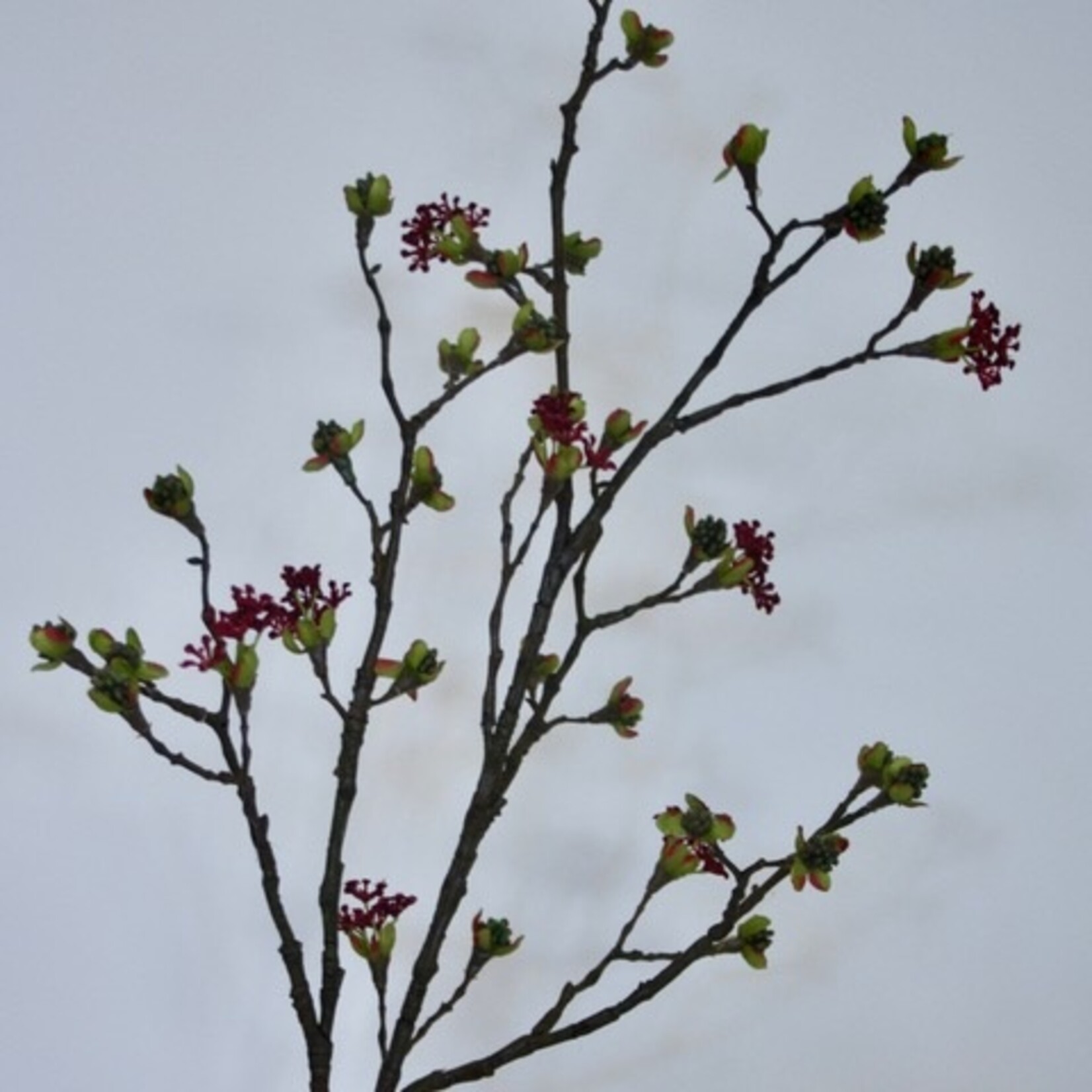 ESDOORN BLOESEMTAK | BORDEAUX | 111 CM