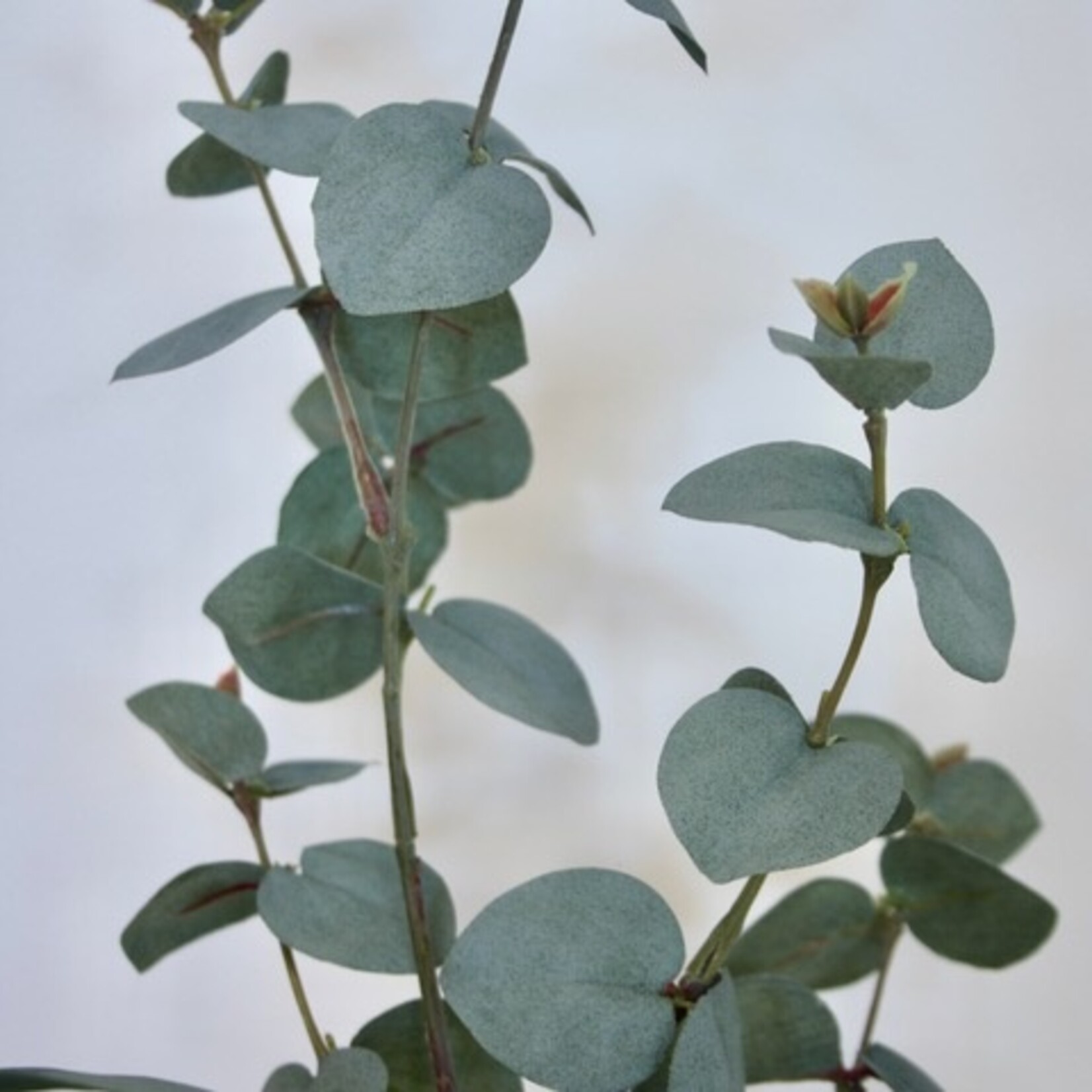 EUCALYPTUS TAK | GROEN/GRIJS | 86 CM