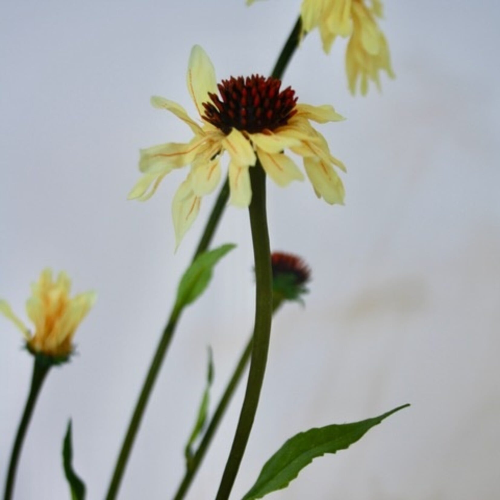 ECHINACEA | YELLOW | 80 CM