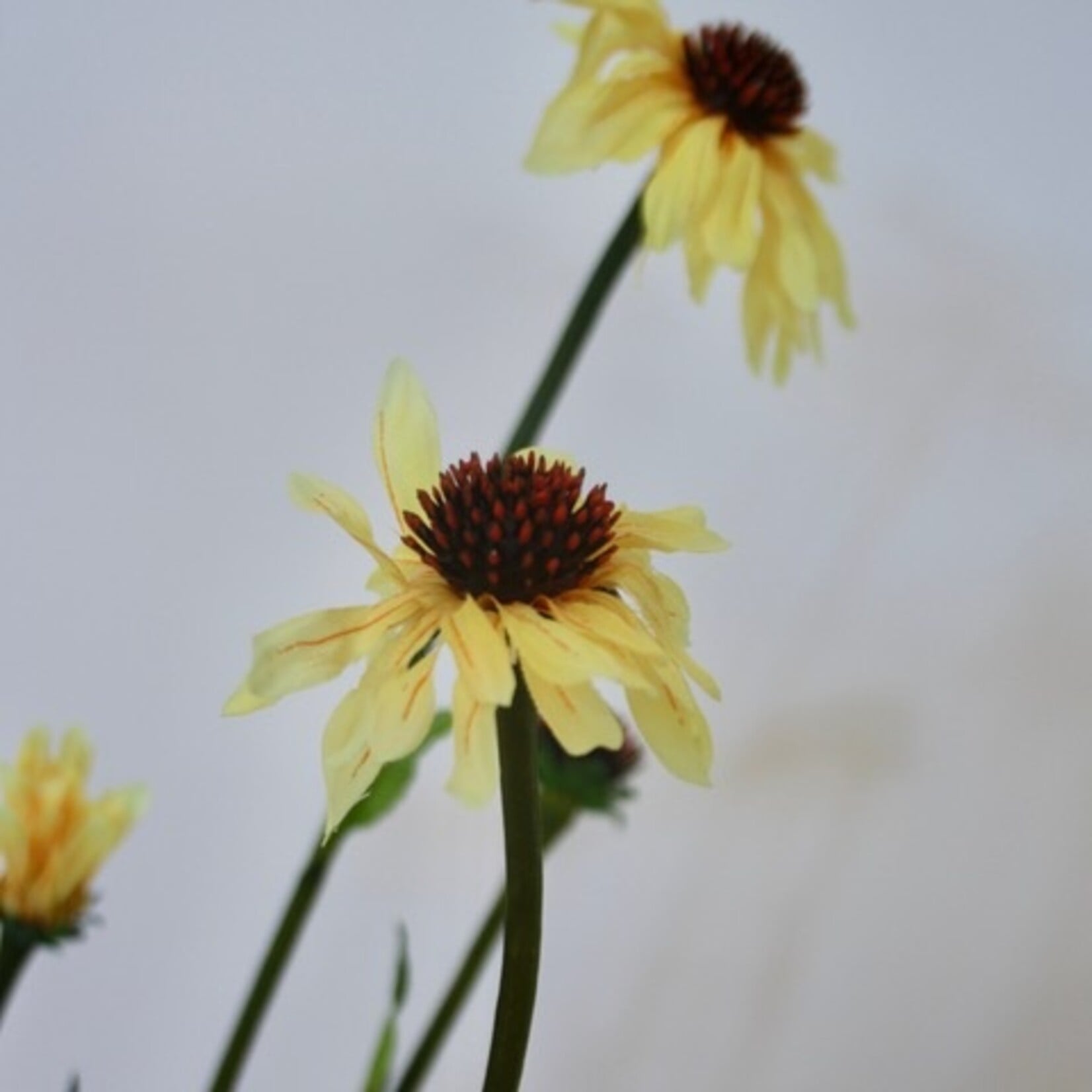 ECHINACEA | YELLOW | 80 CM