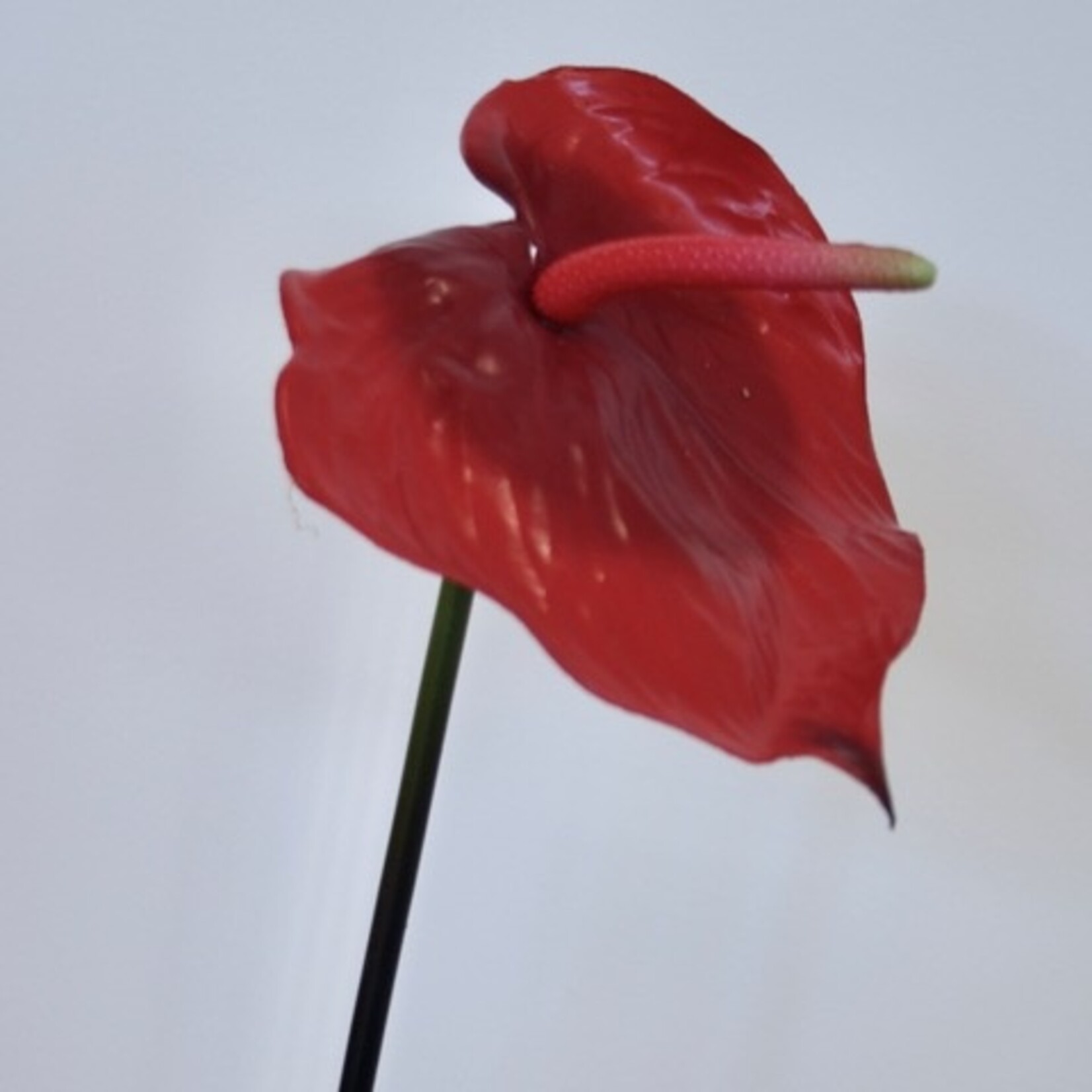 ANTHURIUM ALOHA  | RED | 70 CM