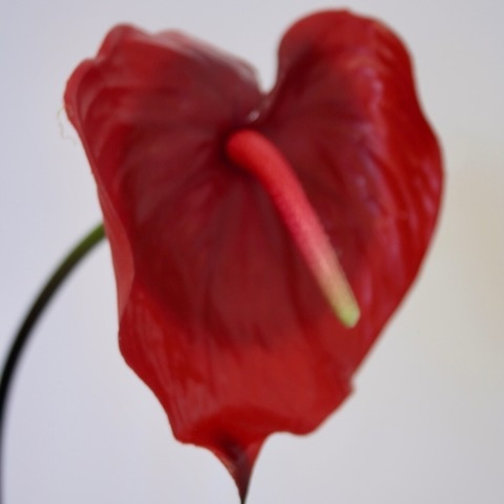 ANTHURIUM ALOHA | ROOD  | 70 CM