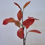 LAURIERBLAD | BRUIN ROOD | 52 CM