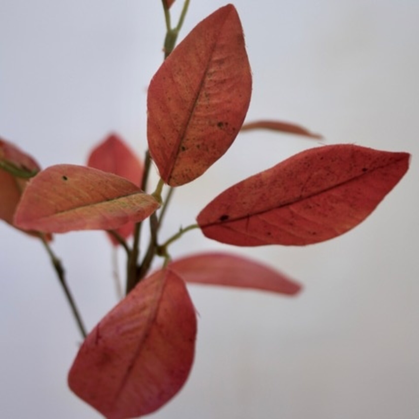 LAURIERBLAD | BRUIN ROOD | 52 CM