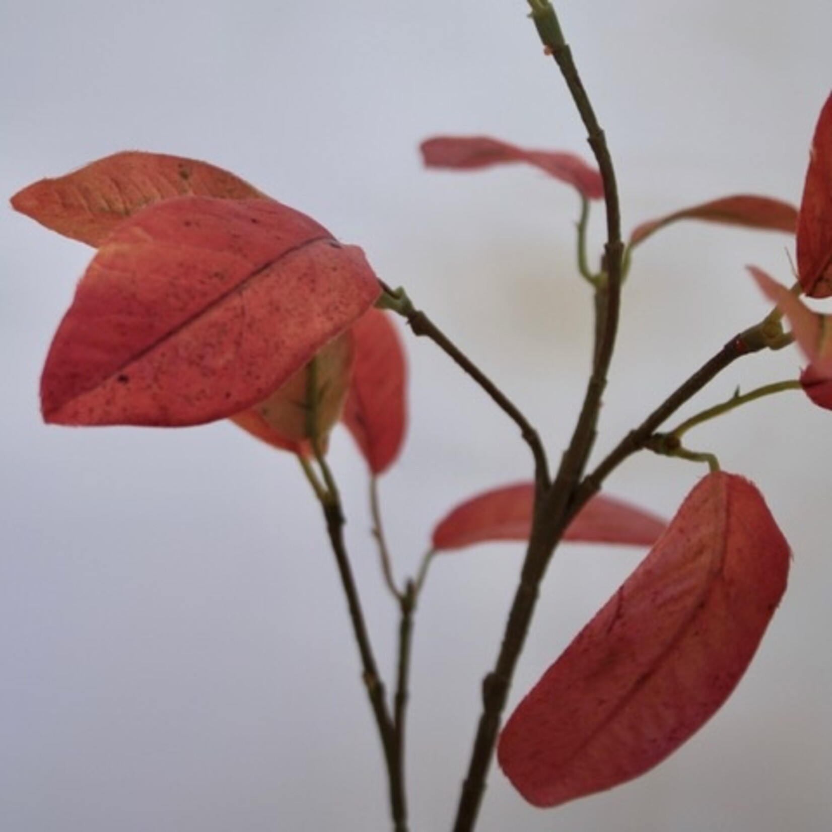 LAURIERBLAD | BRUIN ROOD | 52 CM