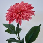 DAHLIA  | ROZE | 70 CM