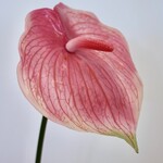 ANTHURIUM  | PINK | 70 CM