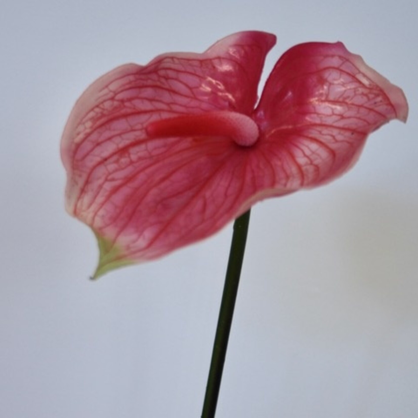 ANTHURIUM ARISTO  | ROZE | 74 CM