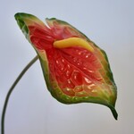 ANTHURIUM  | ORANJE | 74 CM