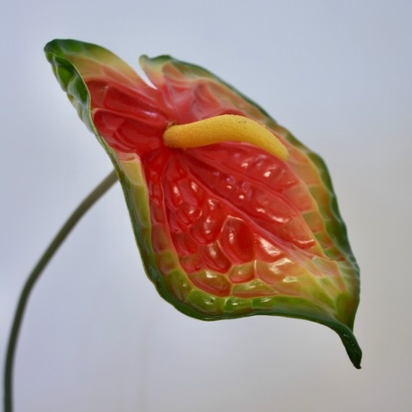 ANTHURIUM ORANGE CHAMPION  | ORANJE | 74 CM