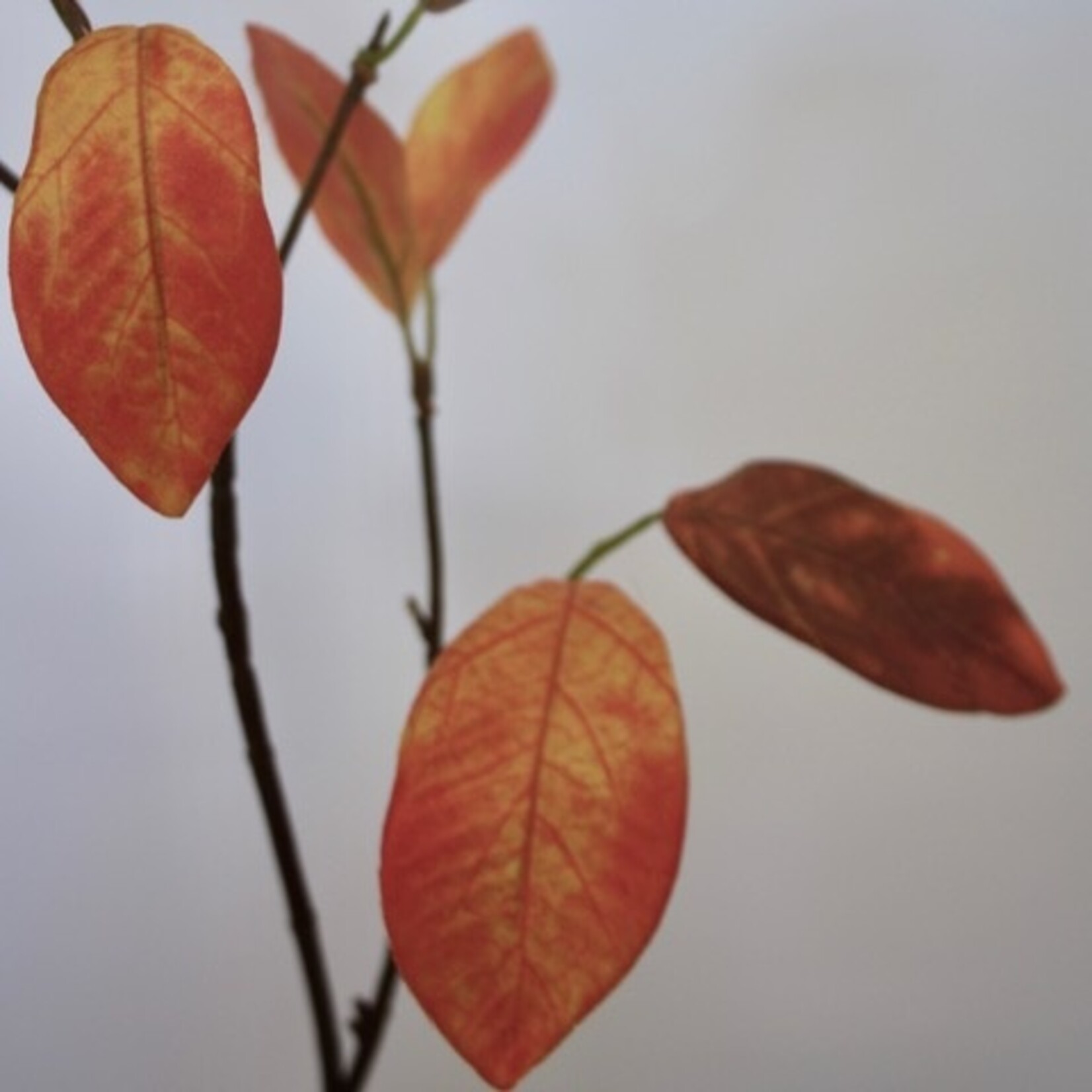 LAUREL | ORANGE | 52 CM