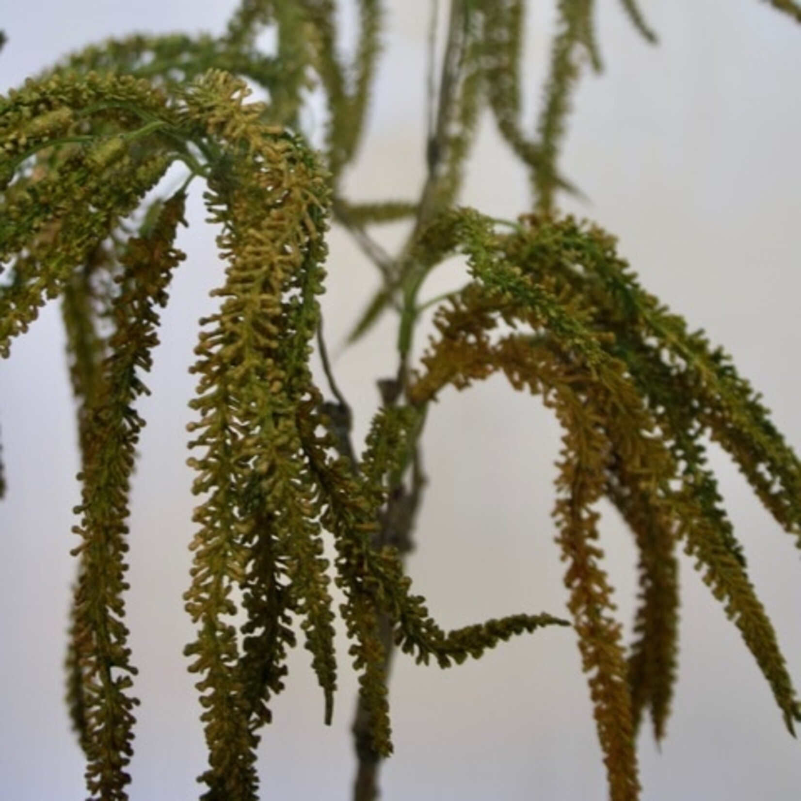 HANGING AMARANTHUS| GREEN BROWN| 45 CM