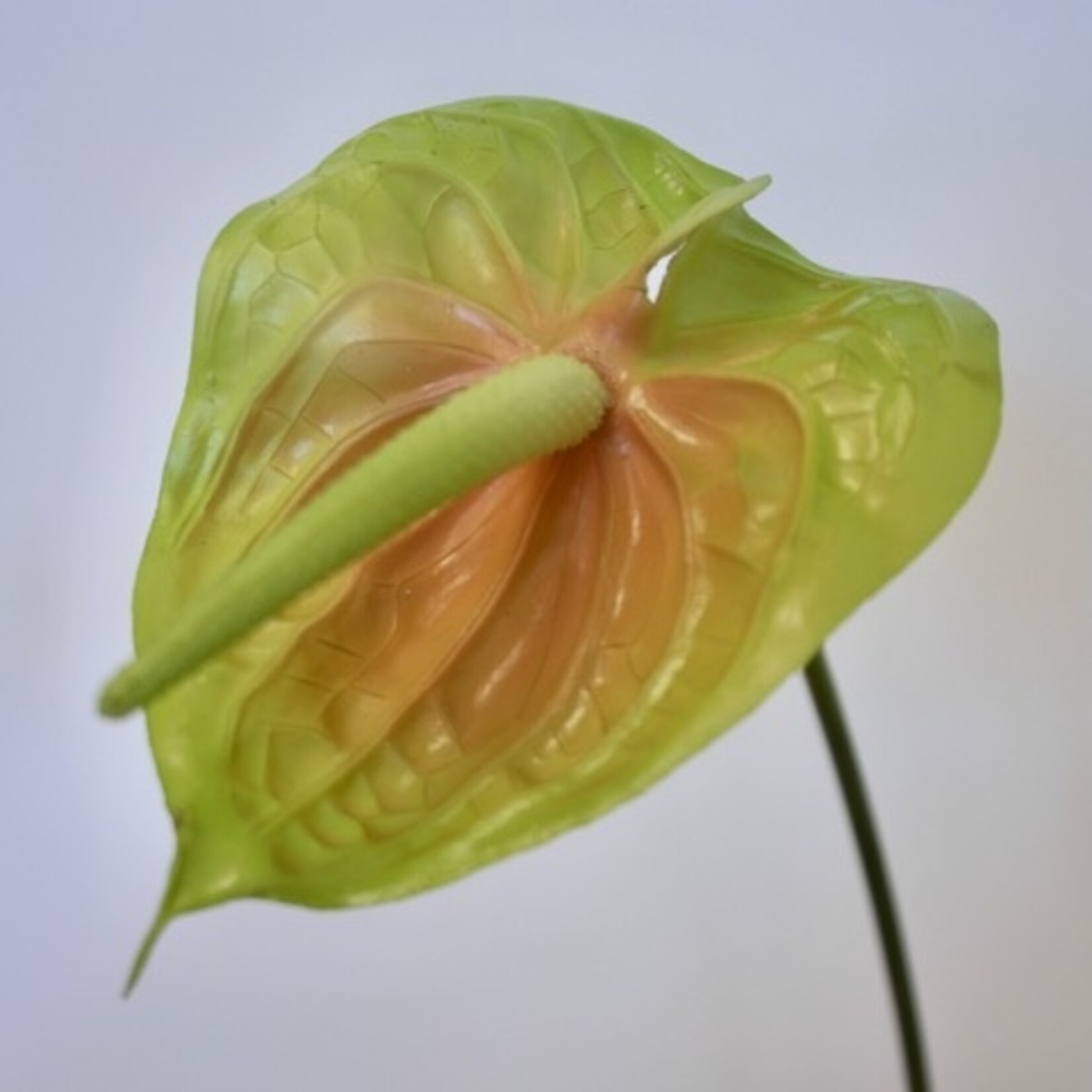 ANTHURIUM FLOWER | GREEN/YELLOW | 68 CM
