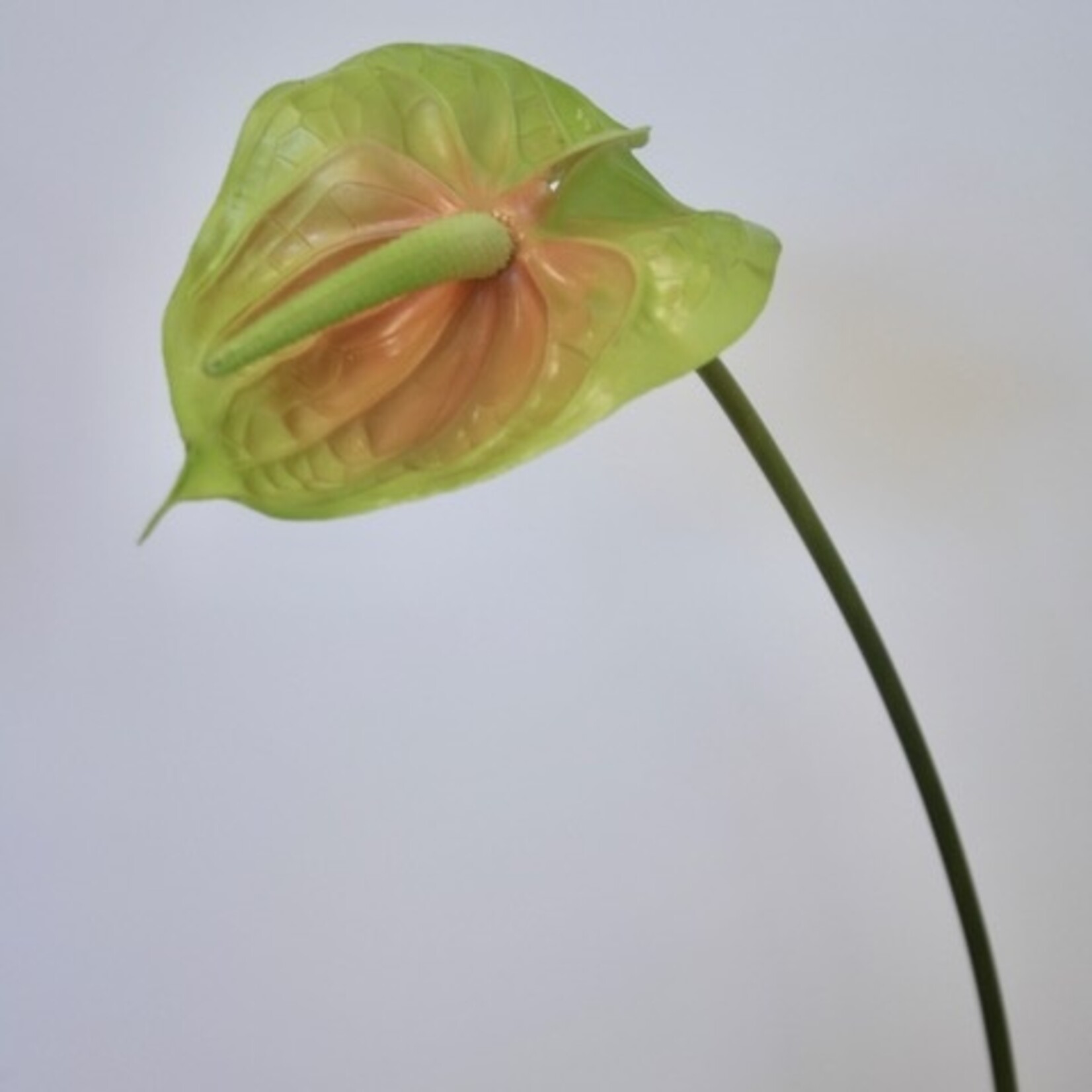 ANTHURIUM FLOWER | GREEN/YELLOW | 68 CM