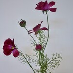 COSMEA | FUCHSIA | 90 CM