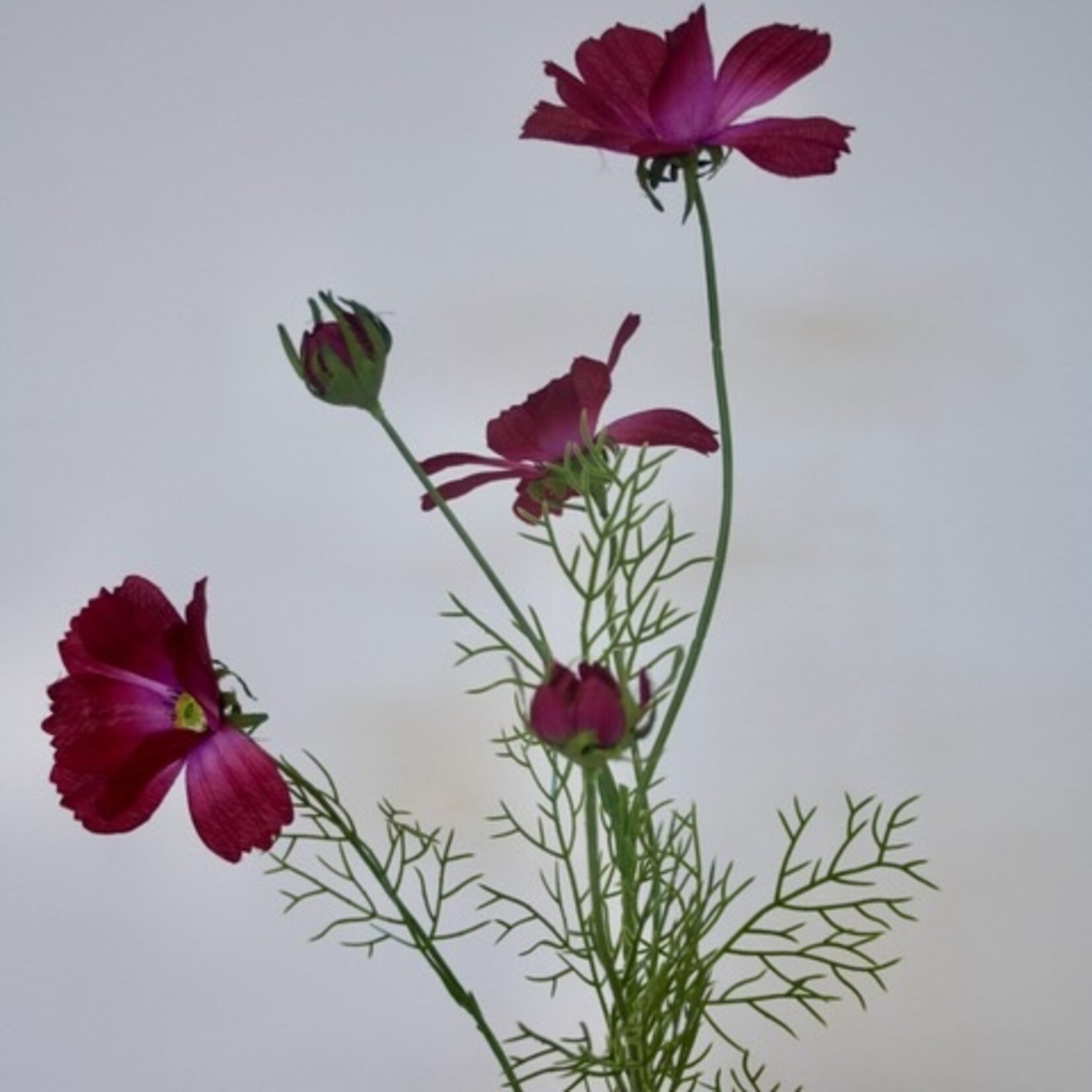 COSMEA DWARF SENSATION| FUCHSIA |  90 CM