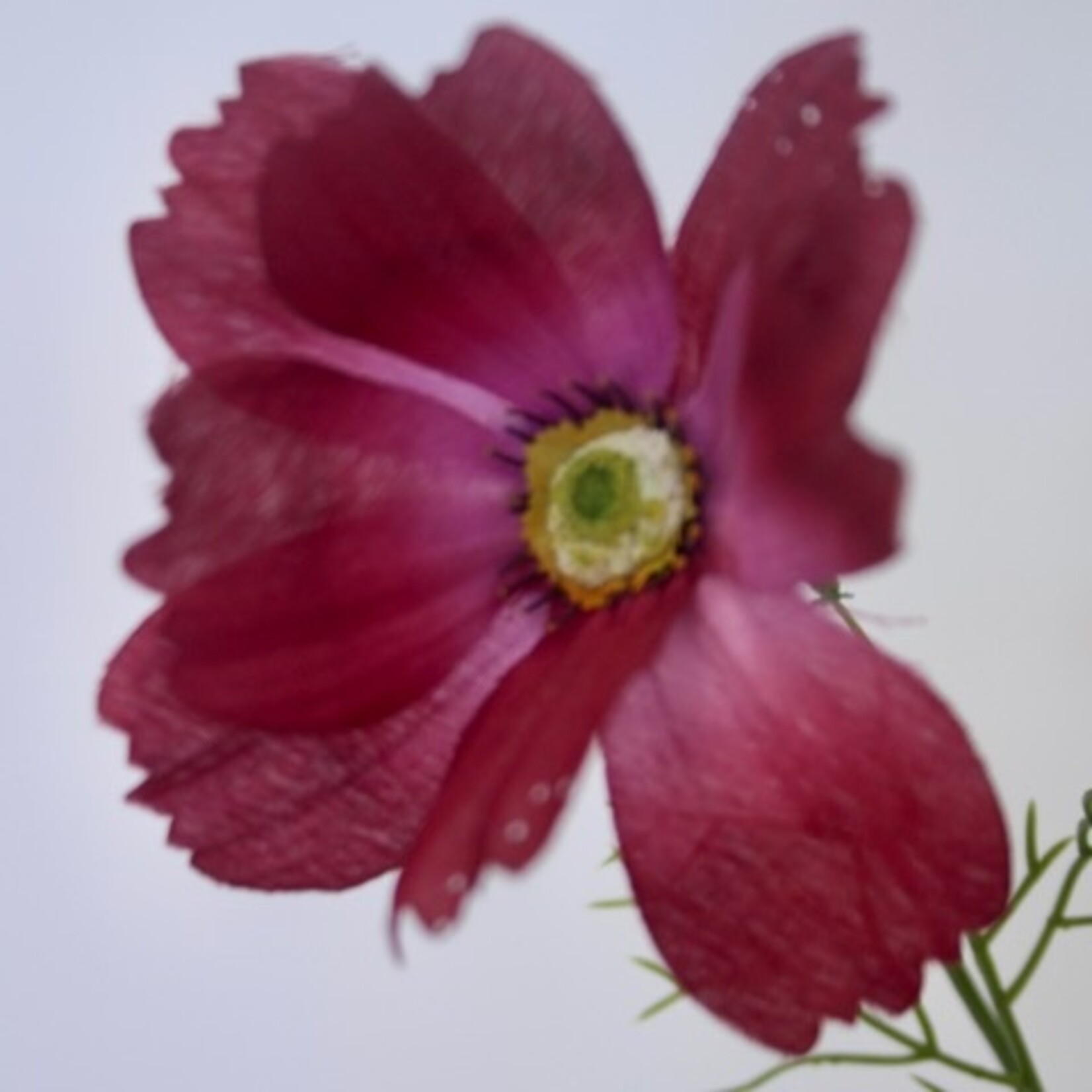 COSMEA DWARF SENSATION| FUCHSIA |  90 CM