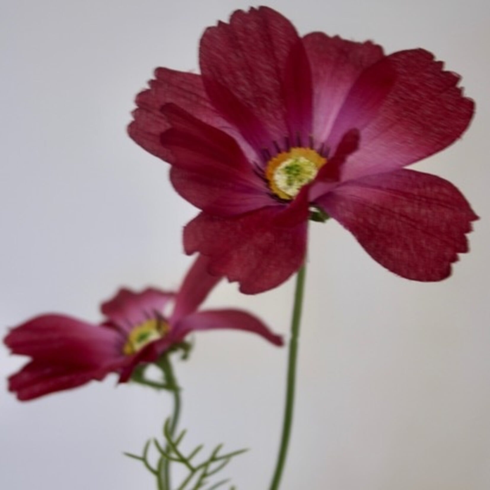 COSMEA DWARF SENSATION| FUCHSIA |  90 CM