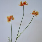 COSMEA  | ORANJE | 58 CM