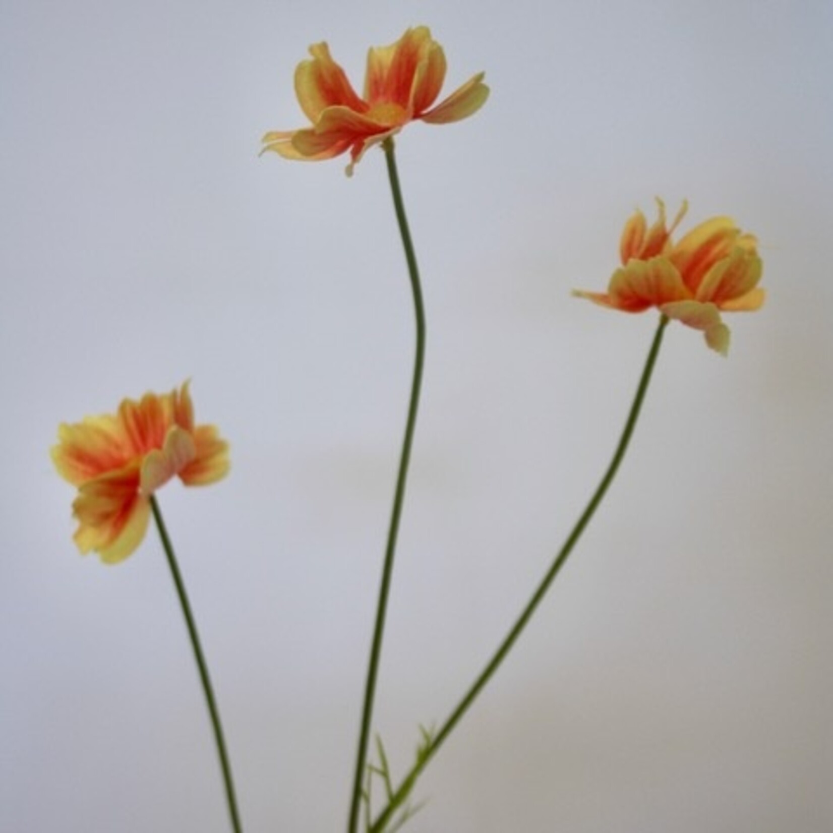 COSMOS FINE | ORANGE | 58 CM