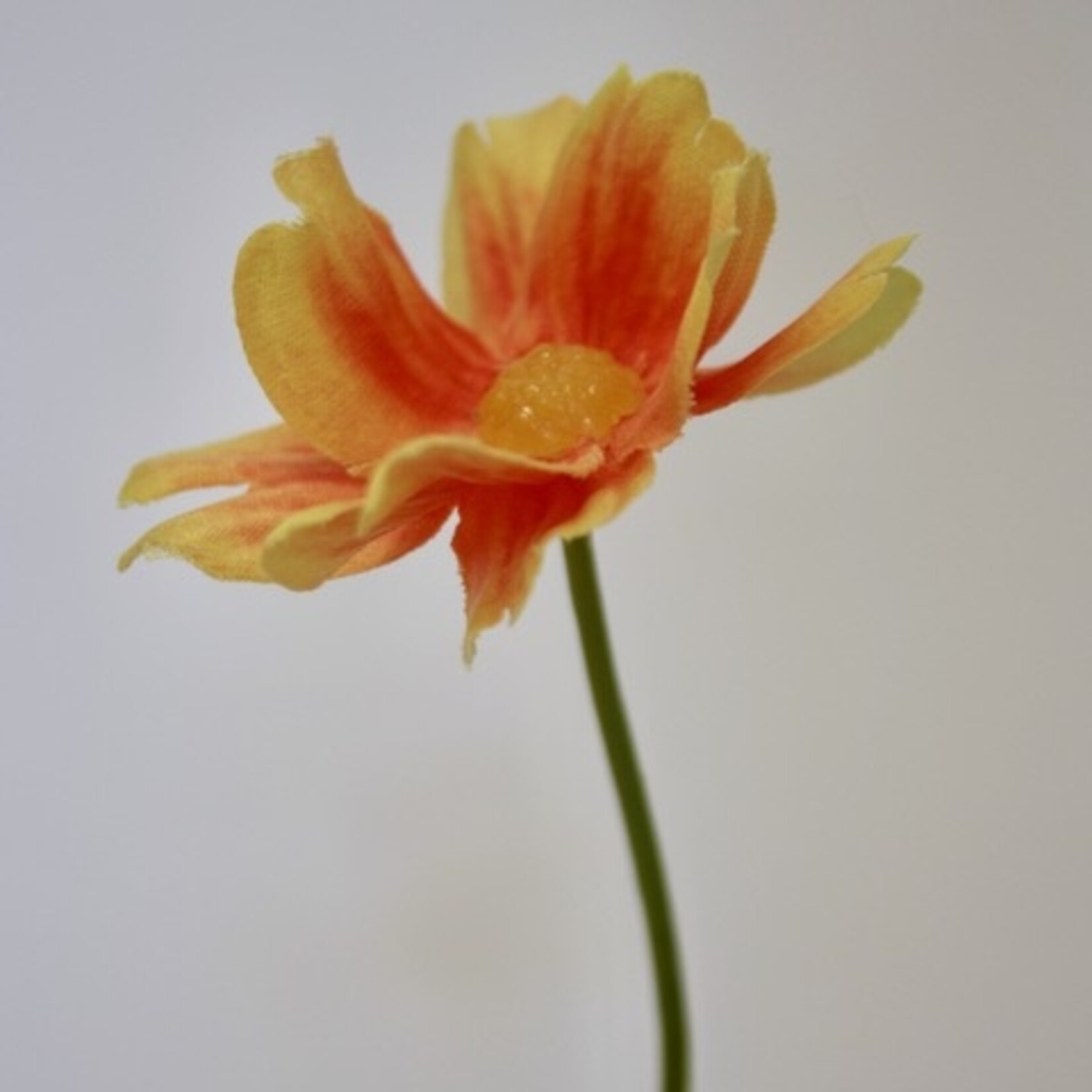 COSMEA FINE | ORANJE | 58 CM