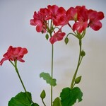 GERANIUM | ROZE | 69 CM