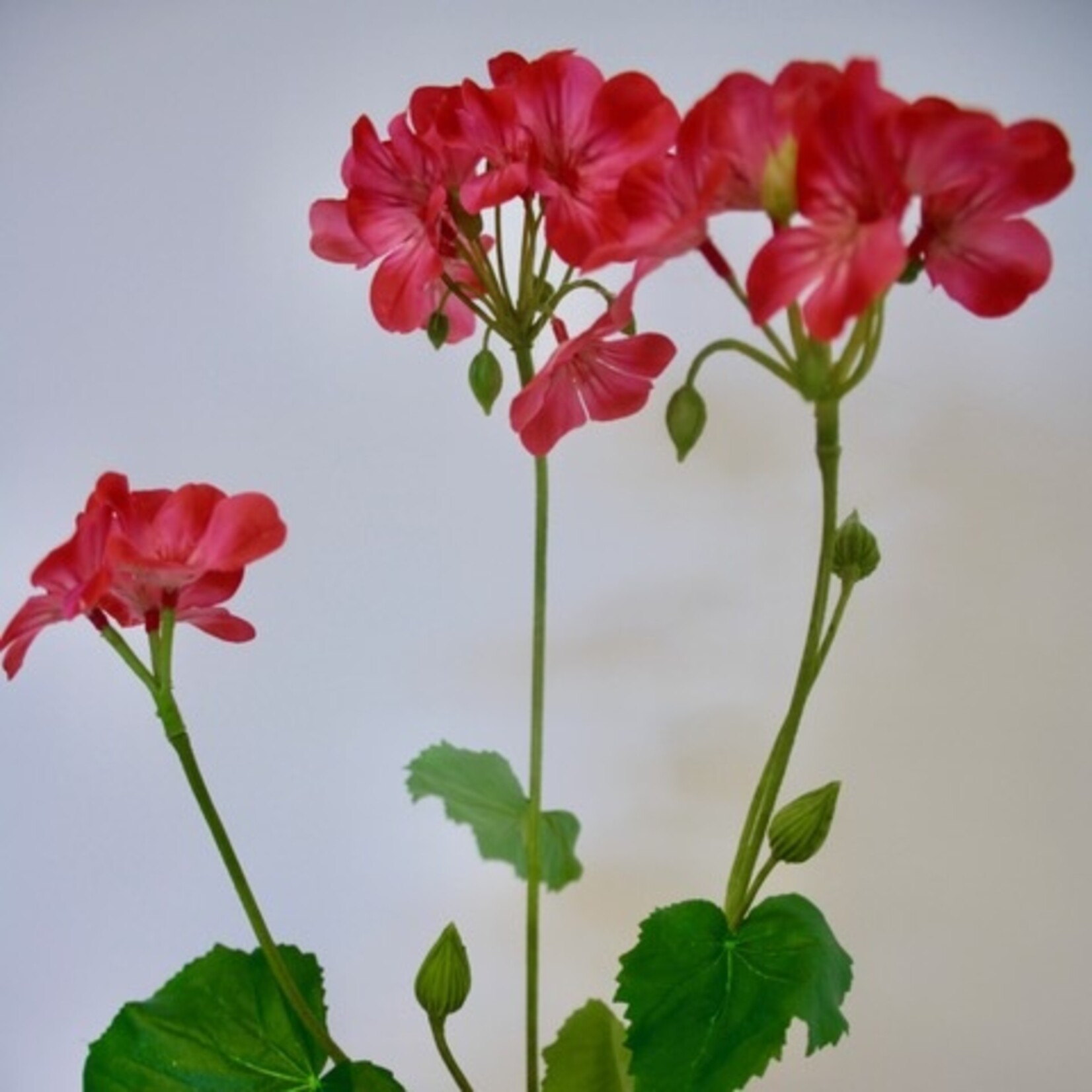 GERANIUM PINK TRAILING | ROZE | 69 CM