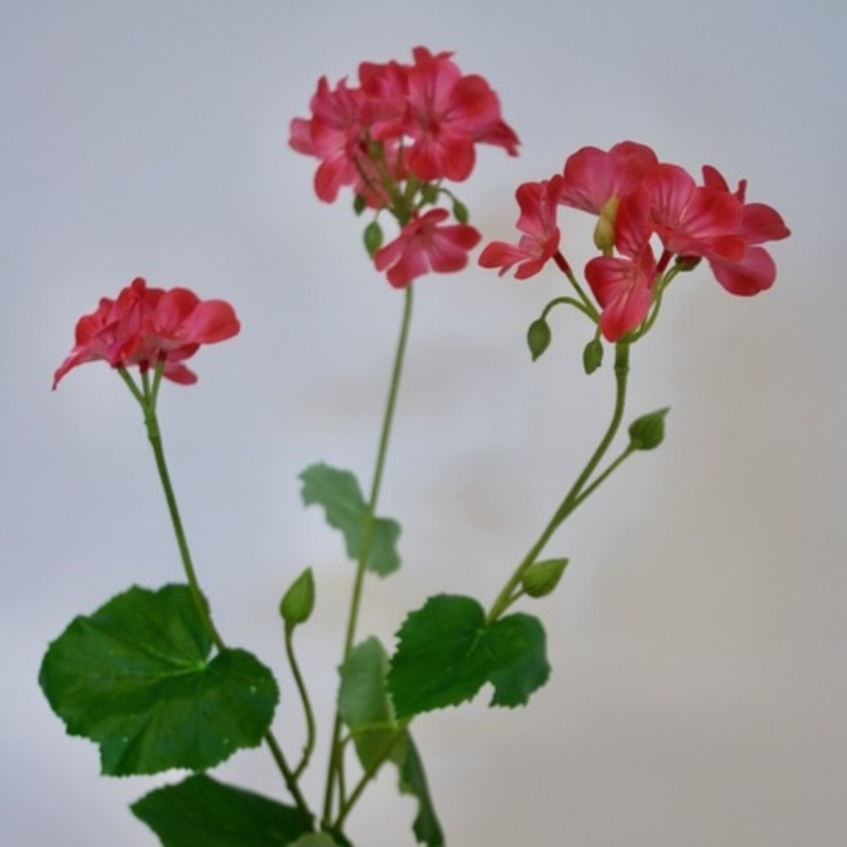 GERANIUM  PINK TRAILING| PINK | 69 CM